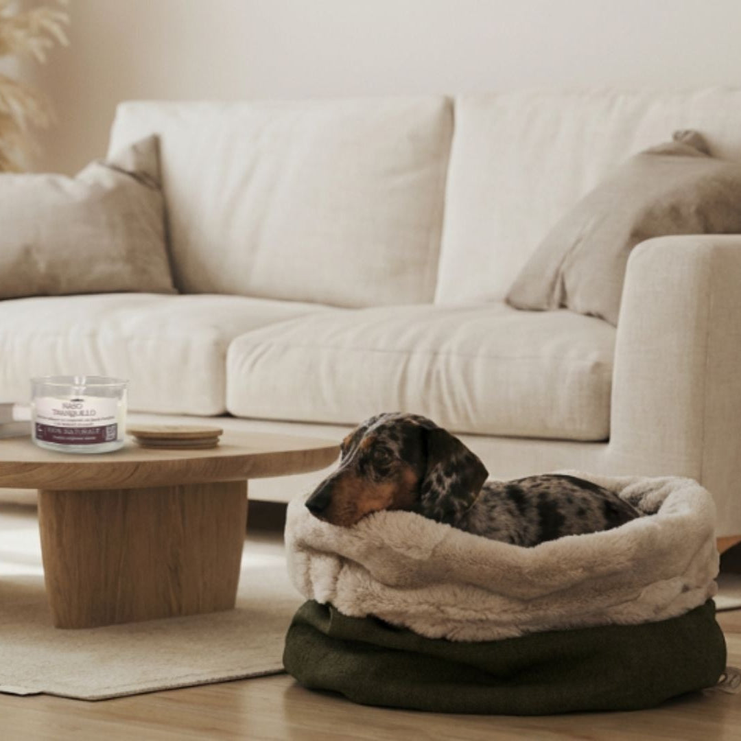 Dog resting in a Markeza bed pouch in a modern living room.
