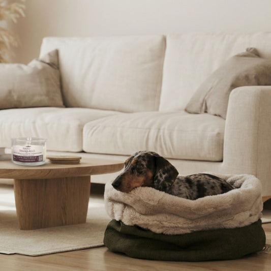 Dog resting in a Markeza bed pouch in a modern living room.
