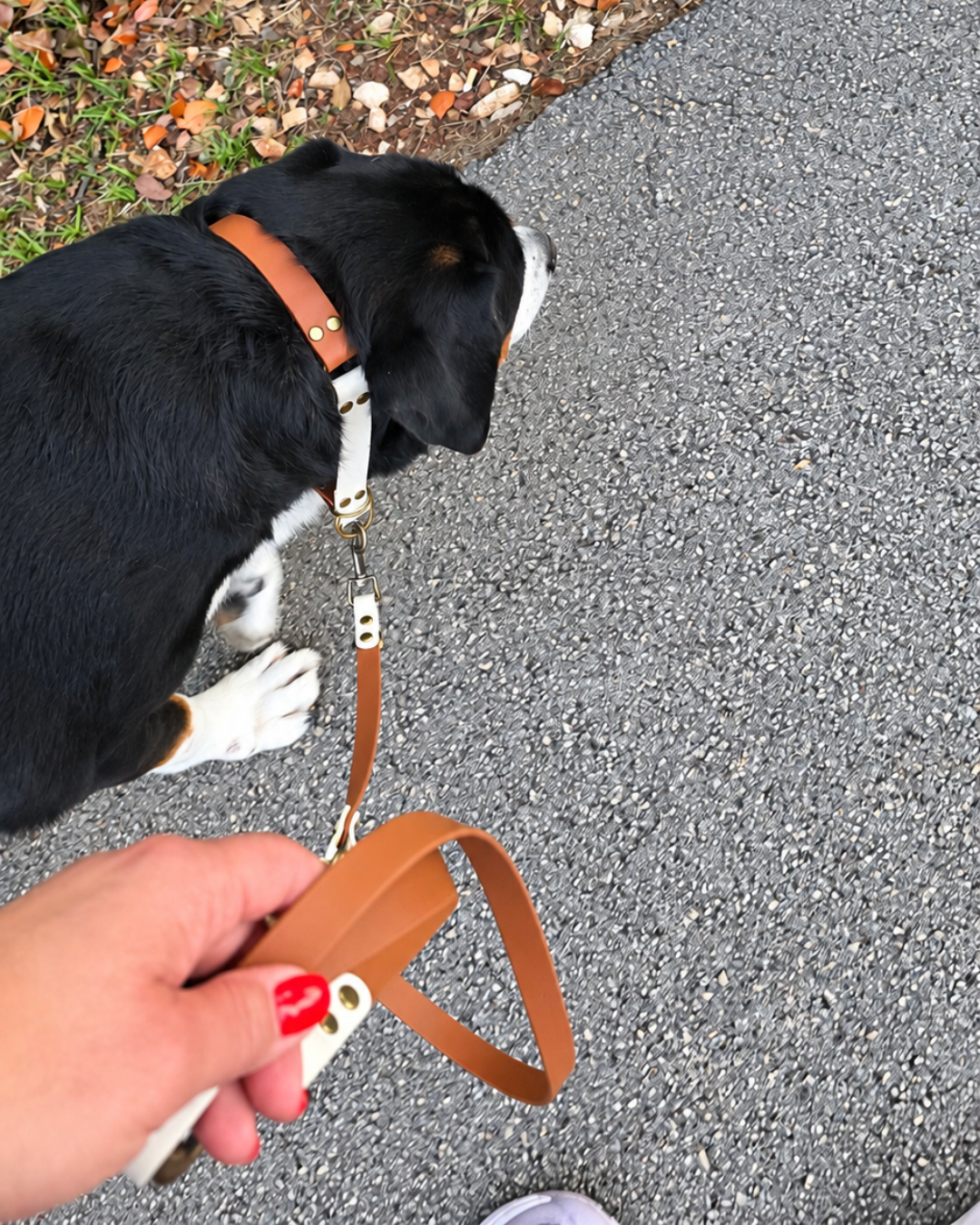 A black-and-white dog on a walk, wearing a terra-and-cream collar connected to a matching leash held in a hand.